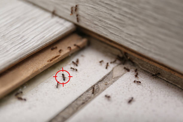 Best Termite Control Services  in Kent, WA