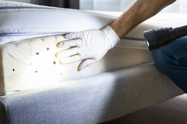 Best Insect Control  in Kent, WA
