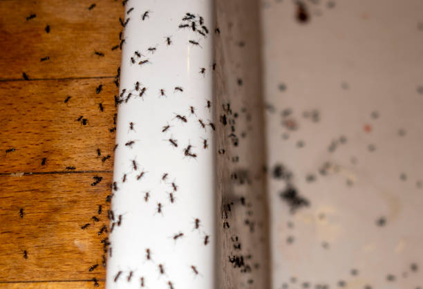 Best Pest Control for Homes  in Kent, WA