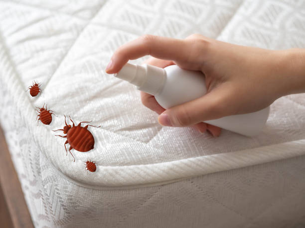 Best Mosquito Control Services  in Kent, WA